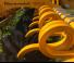 Agrisem Disc-O-Mulch Gold 3.00 