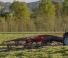 Massey Ferguson RK450 DN