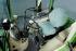 Fendt 210 V Vario