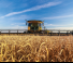 New Holland 880CF SuperFlex Draper
